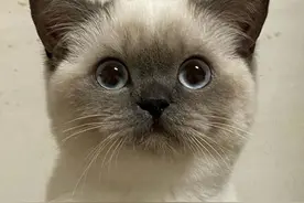 小猫咪竟有两幅面孔！小天使和小恶魔无缝切换的喵也太可爱了吧图片