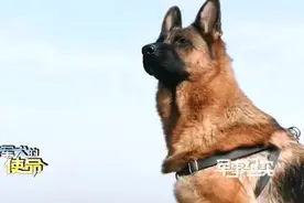 见过大世面！空降犬叮当的日常Vlog图片