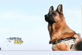 见过大世面！空降犬叮当的日常Vlog图片