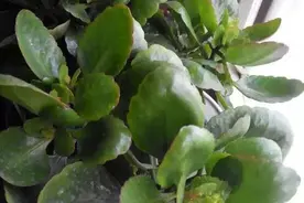 长寿花“装菜”不开花！4步教你催出花苞来图片