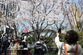 上海：“最美地铁口”樱花盛开 游客争相打卡赏花图片