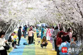 鉴真大道早樱美，甘泉千亩晚樱开，28日起扬州甘泉樱花节见图片