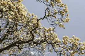 860岁“玉兰花王”繁花如雪美煞人图片