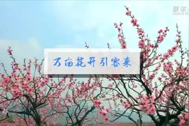 万亩桃花开，美景引客来视频封面