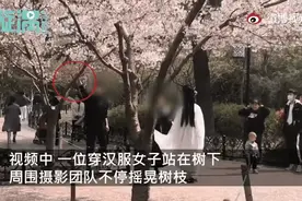摄影团队为营造樱花雨疯狂摇树 这是今天令人痛心的热搜图片