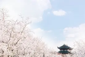 离上海两个小时，藏着一片樱花海图片