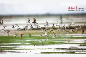 琼岛记录鸟类428种，其中这4种海南特有图片