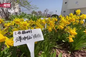 老师在校园角落种植百余种花卉 打造“四季花园”视频封面