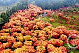 巴南五洲园层林尽染 枫叶绚烂留住春天继续打卡图片