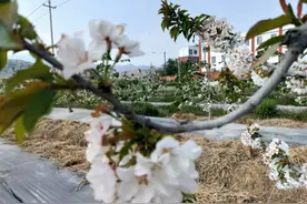 马龙区张安屯街道50余亩车厘子花开正艳图片