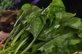 春天菠菜正鲜嫩，牢记“4不要”，吃的更健康更放心图片