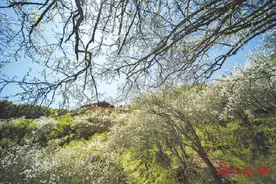 盘岭村：千亩“春雪”叹为观“枳”图片