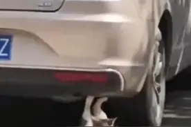 猫咪竟在车尾做仰卧起坐！看呆网友：我但凡有它一半努力也不会胖图片