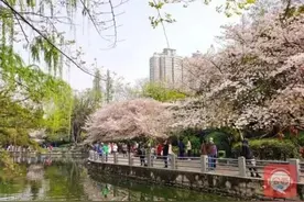 惊艳！郁金香花海、樱花雨，踏青赏花 来“这里”图片