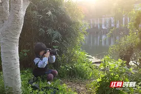 视频丨萌萌哒！樱花湖边的最小摄影师竟会用单反图片