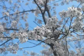 在簌簌掉落的樱花雨里浪漫开跑，上海樱花节女子10公里精英赛今开启图片