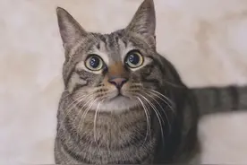 四川自贡现“猫坚强”：跌落烟道被困37天后获救 打破存活纪录图片