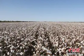 中新时评：新疆棉花纯而白，天下何人在抹黑？图片