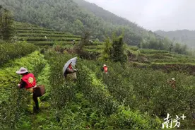 乐昌九峰镇：高山云雾茶，采摘正当时图片
