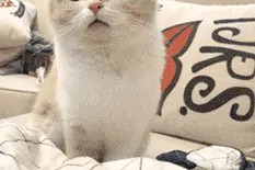 如何使用“交管12123”上传驾驶证照片？图片