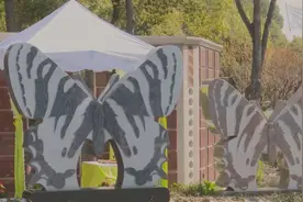 南京推出“生命菁华”节地生态葬视频封面