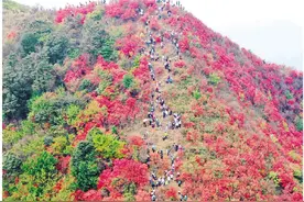 周末赏春图片