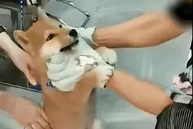 视频疯传！一男子用铁钳生拔狗牙……已死亡？网友怒了，警方介入图片