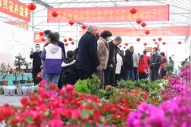 临沂市河东区：海棠花开幸福来图片