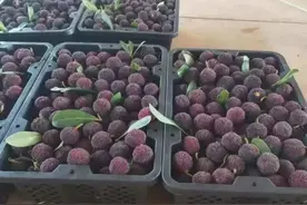 3月杭州，杨梅已经上市了！看完价格，吃货感慨：吃不起啊图片