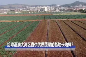 给粤港澳大湾区直供优质蔬菜的基地长啥样？视频封面