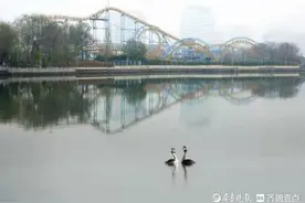 德州新湖来了两只凤头鸊鷉图片