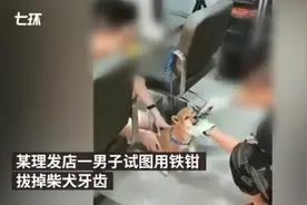 男子用铁钳拔柴犬牙被民警带走！自称狗咬人剪掉尖牙，网友：太残忍图片