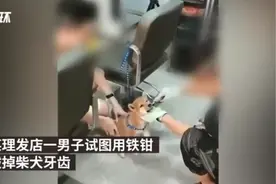 男子用铁钳拔柴犬牙被民警带走！自称狗咬人剪掉尖牙，网友：太残忍图片