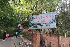 西昌一动物园的非洲狮惊“变”金毛狗？回应来了：牌子没及时调整图片