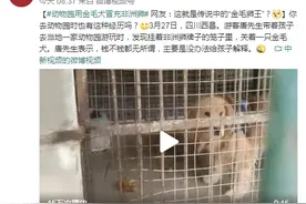四川一动物园用金毛犬冒充非洲狮，网友：传说中的“金毛狮王”？图片