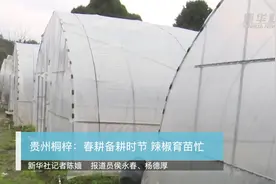 贵州桐梓：春耕备耕时节 辣椒育苗忙视频封面