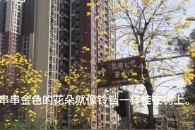 30秒｜黄花风铃木花染黄了成都的一条街视频封面