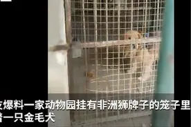 男子在动物园狮笼里发现一只金毛？园方回应，网友调侃：金毛“狮王”图片