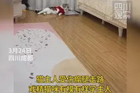 伤害性不大侮辱性极强 戏精小猫学主人瘸腿走路图片