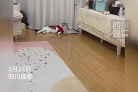 伤害性不大侮辱性极强 戏精小猫学主人瘸腿走路图片