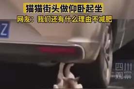 猫猫街头做仰卧起坐 网友：我们还有什么理由不减肥？图片