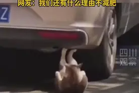 猫猫街头做仰卧起坐 网友：我们还有什么理由不减肥？图片