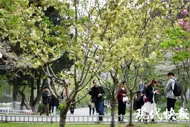樱花原来还有绿色的！“国宝级”绿樱在南京玄武湖迎来最美观赏期图片