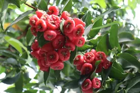 远渡而来的洋蒲桃，化身诗意的莲雾图片