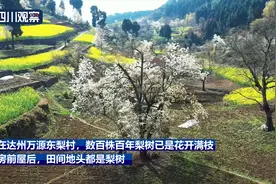 达州万源：航拍看百年梨树花图片