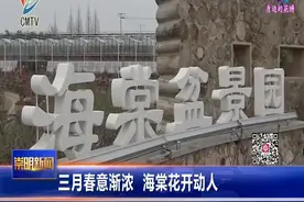 三月春意渐浓 海棠花开动人视频封面
