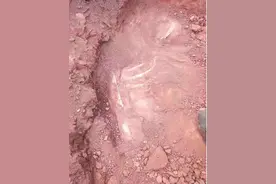 赣州又现恐龙化石图片