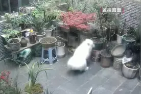 吓人！天空下起“石头雨”，不少于50块！一楼住户心慌慌图片