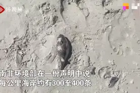 触目惊心！南非海滩现数百条搁浅剧毒河豚，毒性比氰化物更致命图片