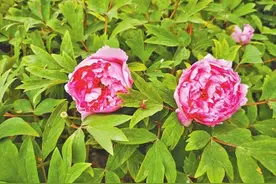 牡丹花儿渐盛开，郑州何处觅芬芳？植物园、人民公园牡丹可尽情观赏图片